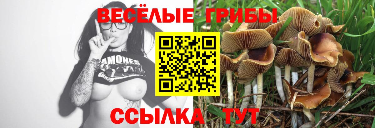 Псилоцибиновые грибы мицелий Жуковский